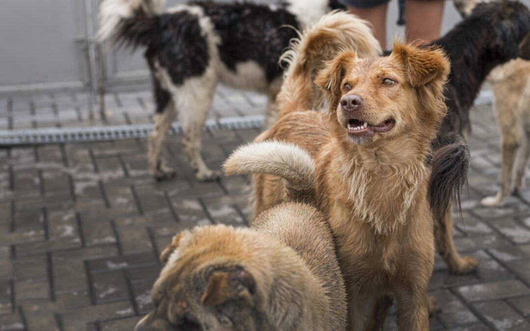 Initiative by HUC Alliance Universities: Study Aims to Reveal Zoonotic Risks in Canine Diseases